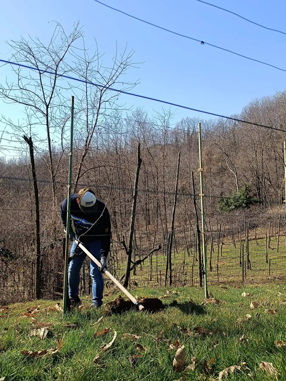 Lavoro in vigna a fine inverno, tra i pali e i rami spogli